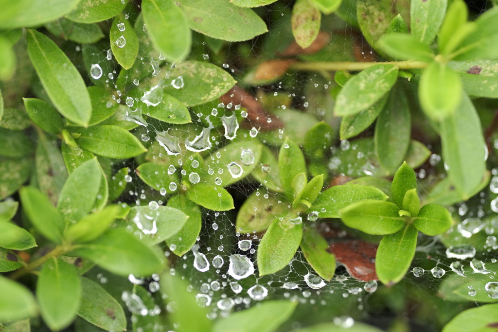 蜘蛛の糸に乗る水滴