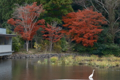 11月下旬にてやっと見頃の紅葉を見れた時４