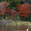 11月下旬にてやっと見頃の紅葉を見れた時４