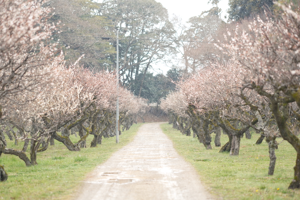 3月後半で梅の花が散りかけた時２