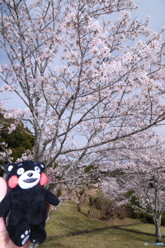 人吉市にて桜巡り１５