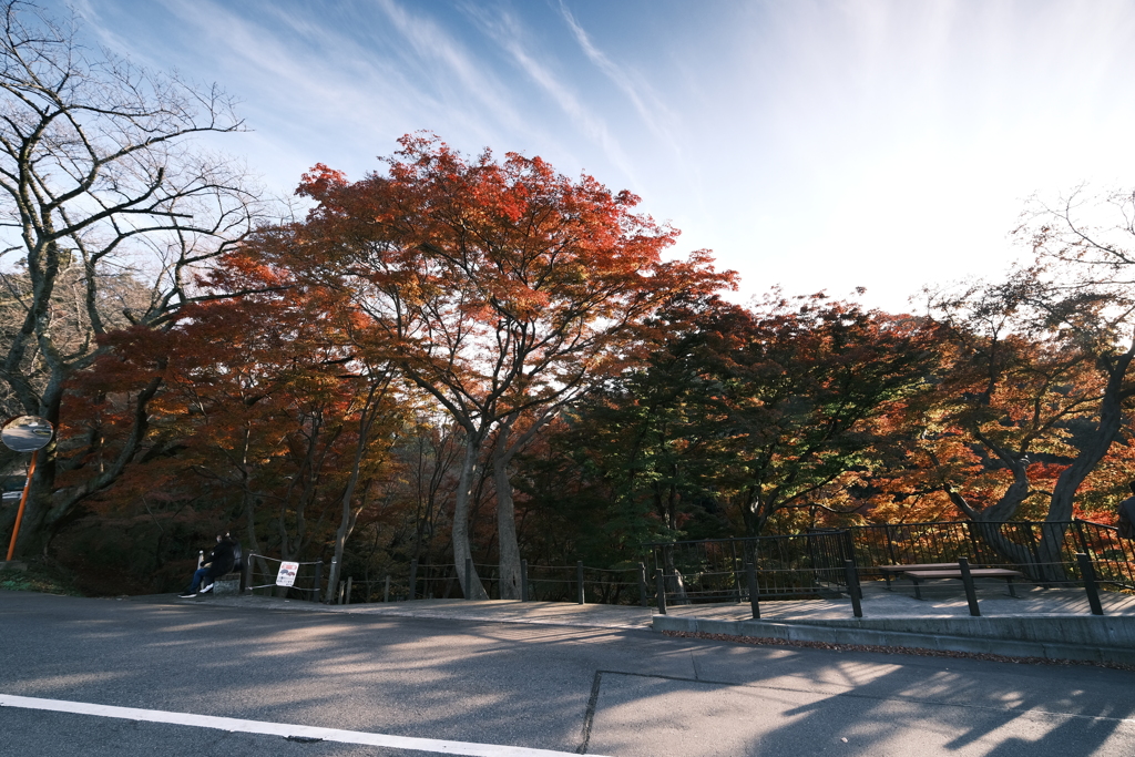 卯辰山公園の紅葉巡り１