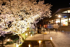 傘松公園夜桜ライトアップ、傘彩桜９