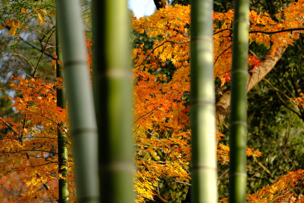 今年最後の見頃であろう紅葉in高台寺１０