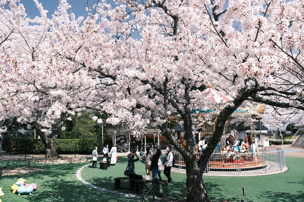 桜の季節の週末にここまで晴れた日が続くのはもうないと思って１