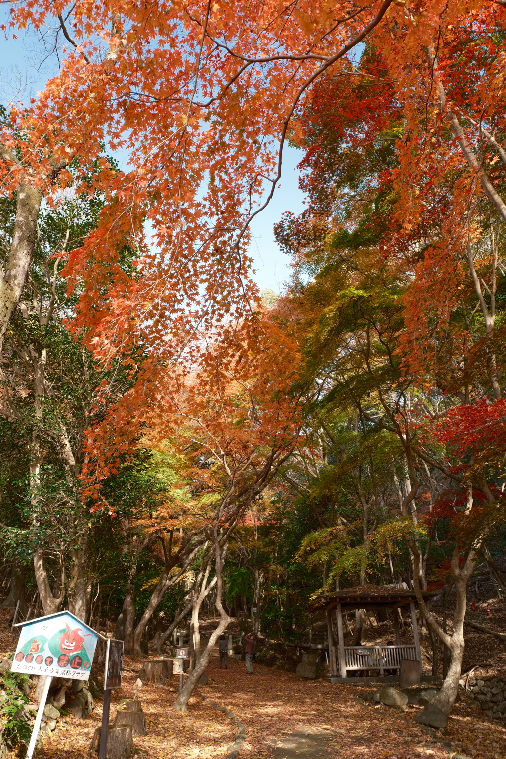X-T5新調後、年末最後の紅葉(龍野公園)５