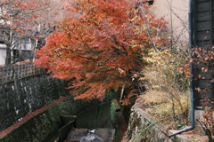 飛騨高山の紅葉巡り９