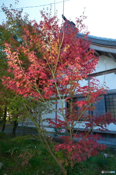 思えば九州で紅葉を撮りに行くのは初めての旅だった１５