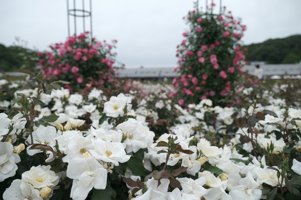 広大な薔薇園、ぎふワールドローズガーデン１１