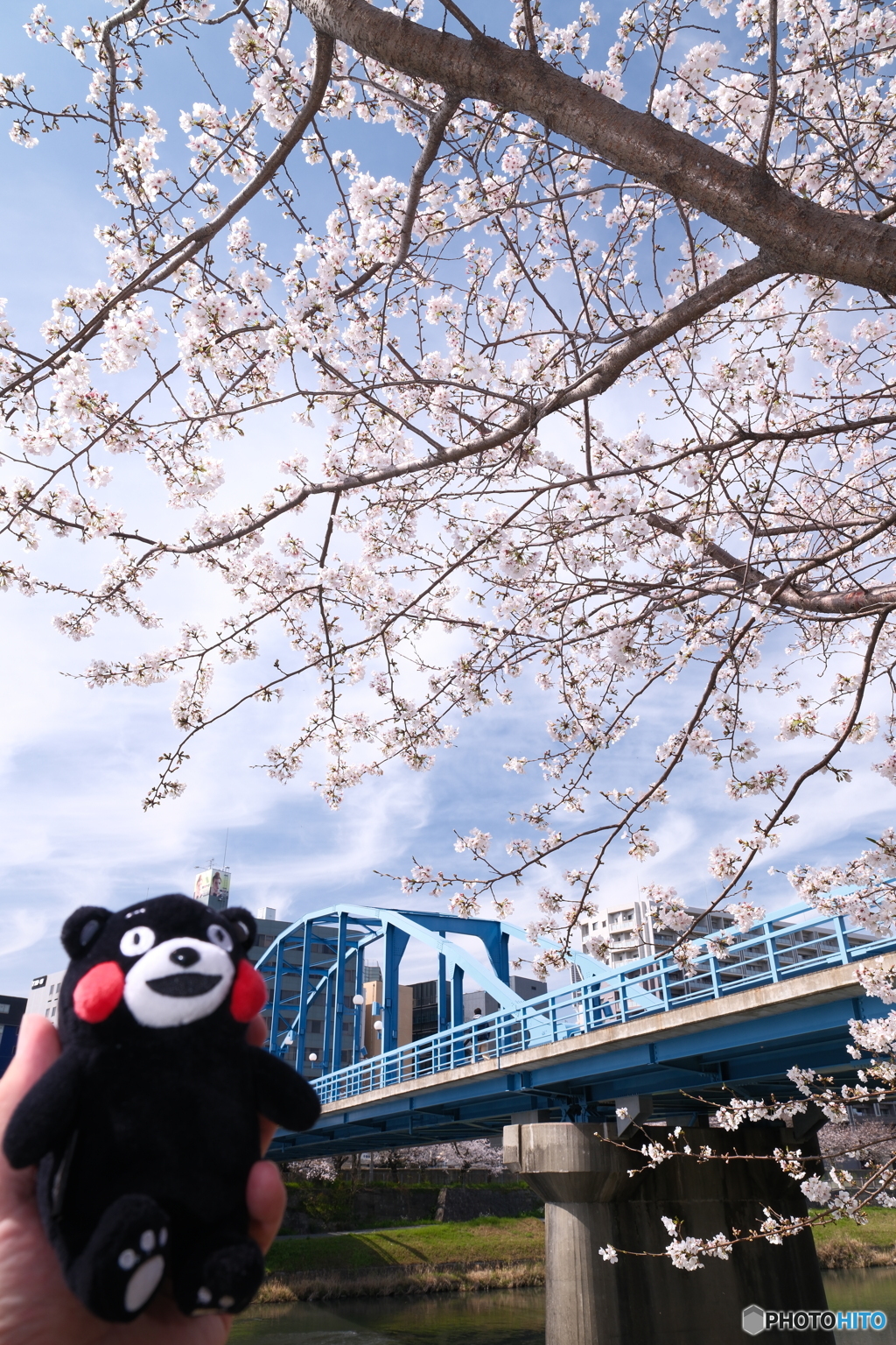熊本市とある河川周辺の桜３