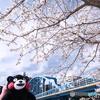 熊本市とある河川周辺の桜３