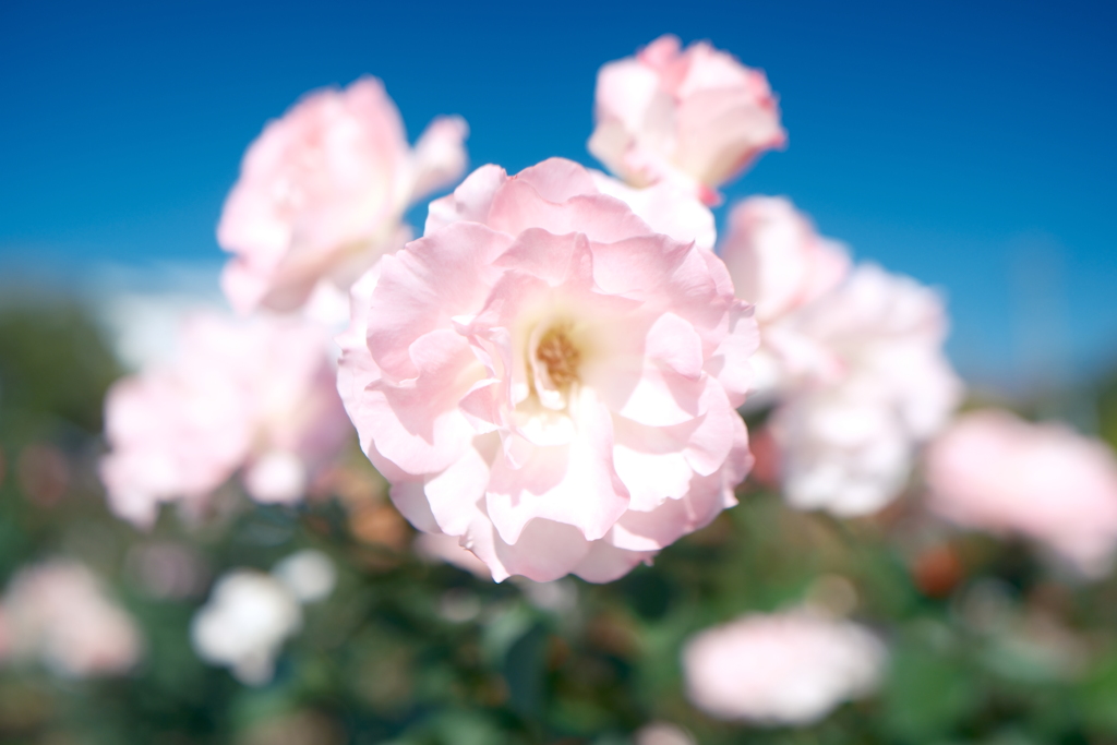 コスモスだけならぬ秋薔薇の開花もやや遅め2