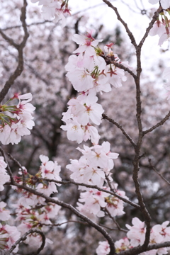 九州で桜を撮りに行くのは初めて６