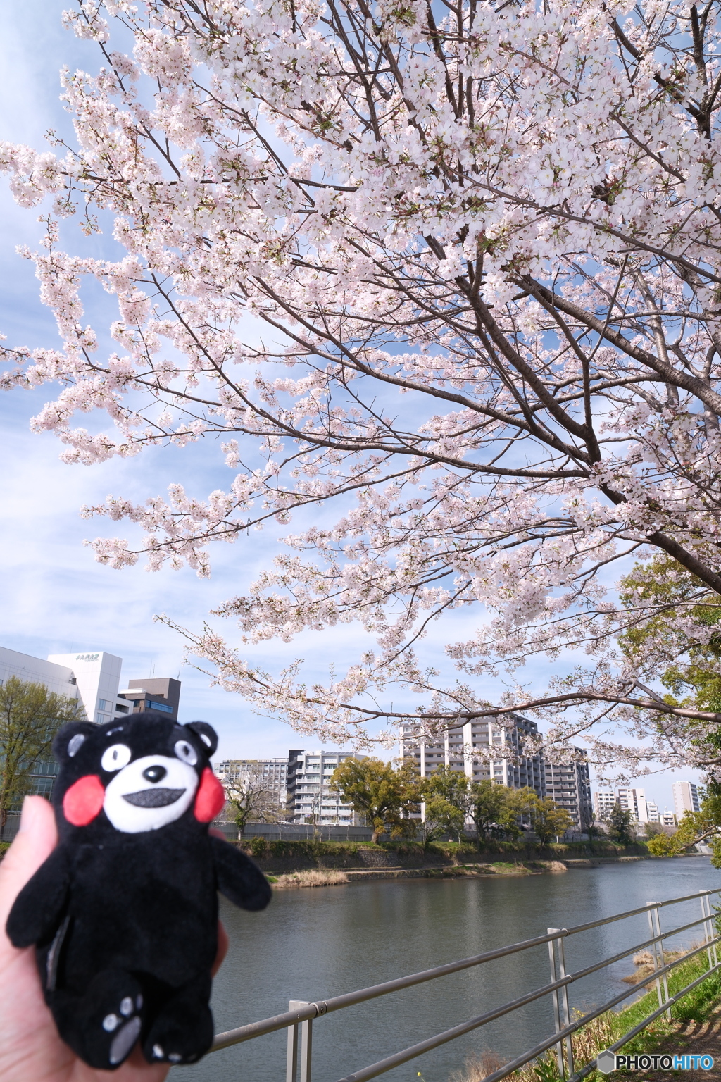 熊本市とある河川周辺の桜１