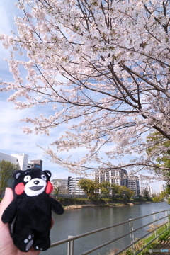熊本市とある河川周辺の桜１