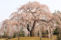シダレ桜