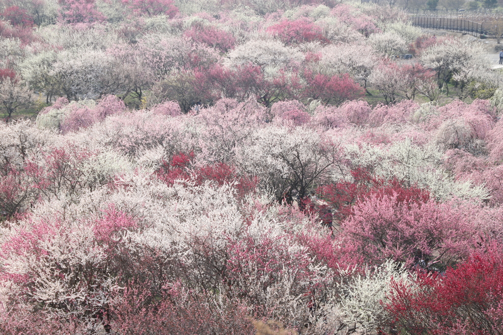 梅林公園