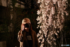 夜桜撮影会