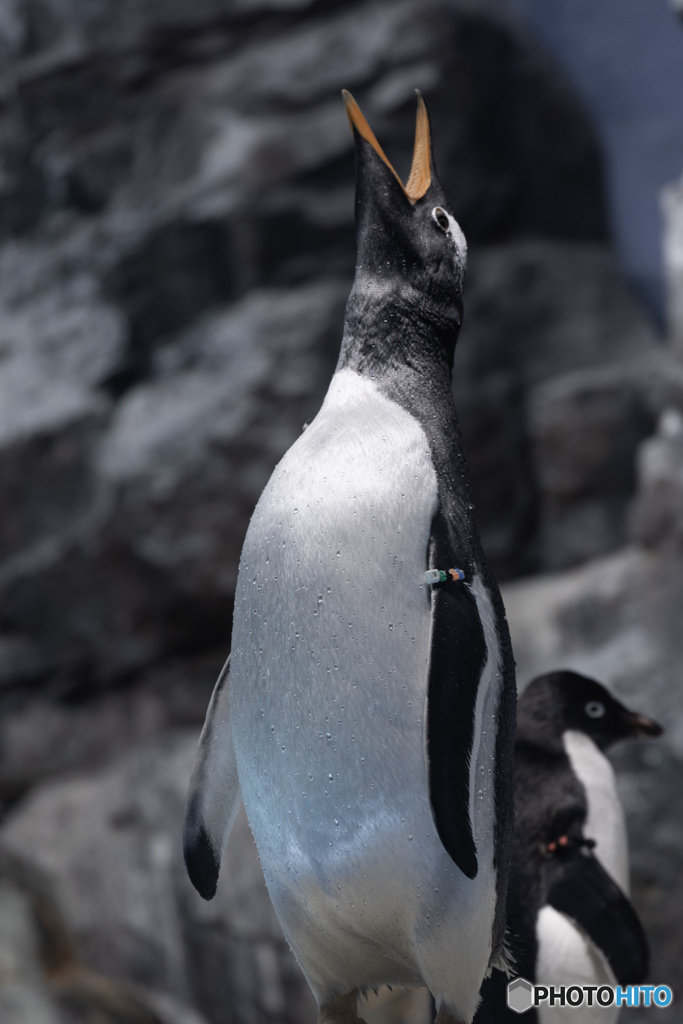 名古屋港水族館