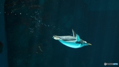 水族館