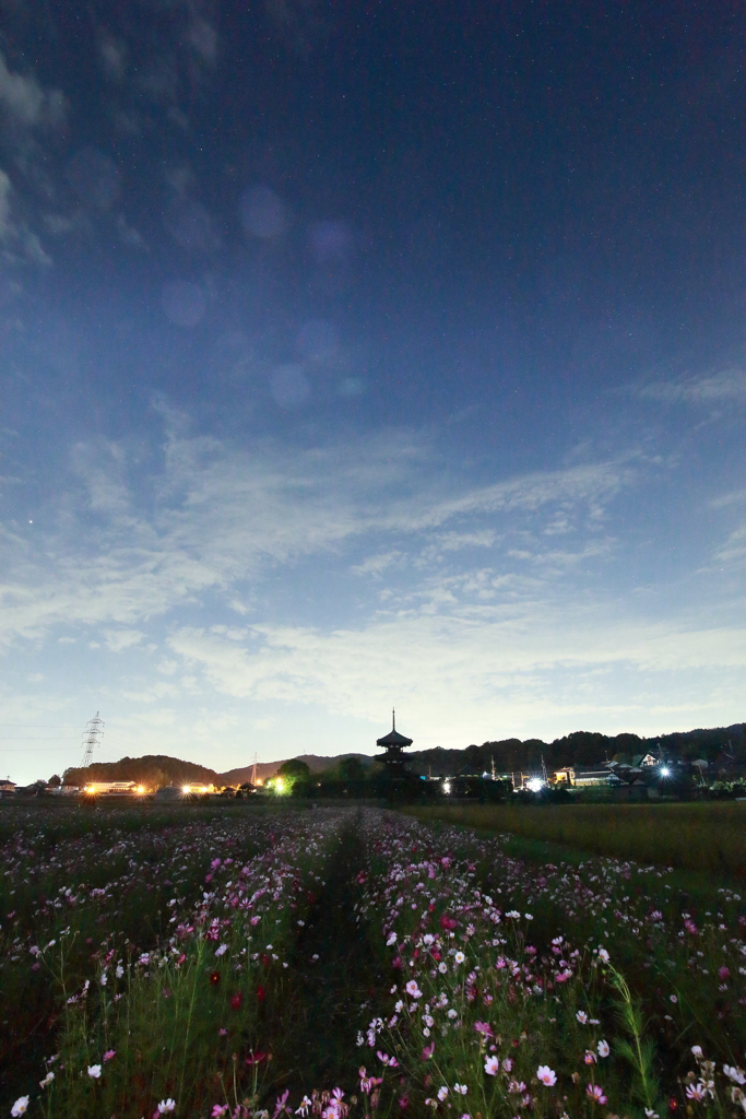 夜の法起寺