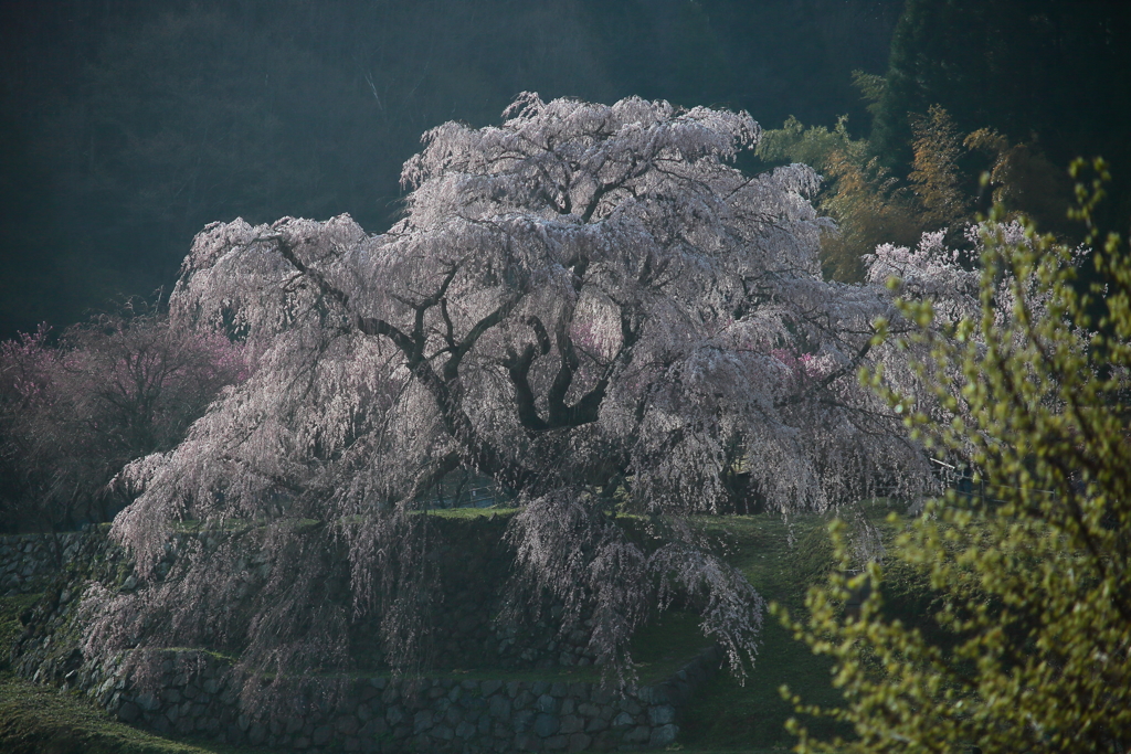 又兵衛桜4