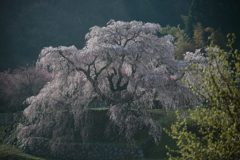 又兵衛桜4