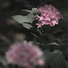何の花？