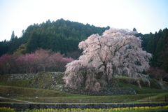 又兵衛桜1