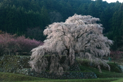 又兵衛桜2