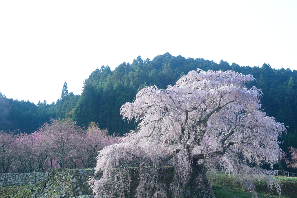 又兵衛桜3