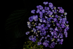紫陽花
