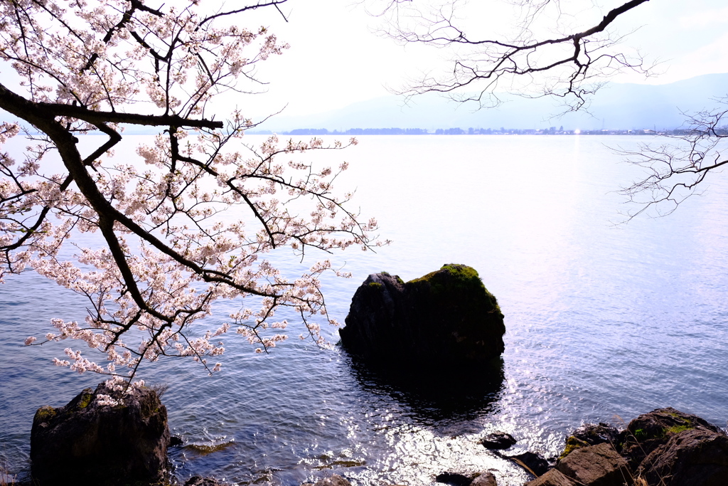 日本の春