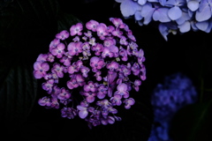 紫陽花