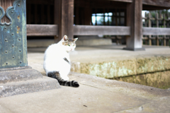 護国寺　猫