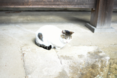 護国寺　猫