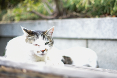 護国寺　猫