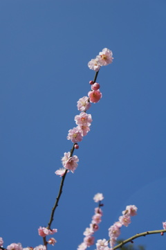 梅祭り