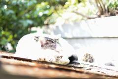護国寺　猫