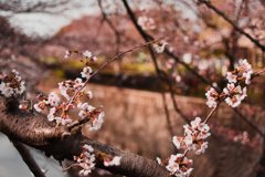 桜