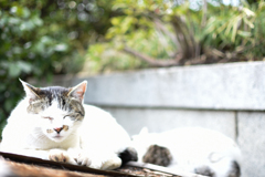護国寺　猫