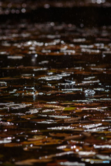 晩秋の雨