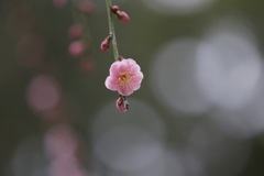 梅撮りに行ってきました