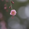 梅撮りに行ってきました