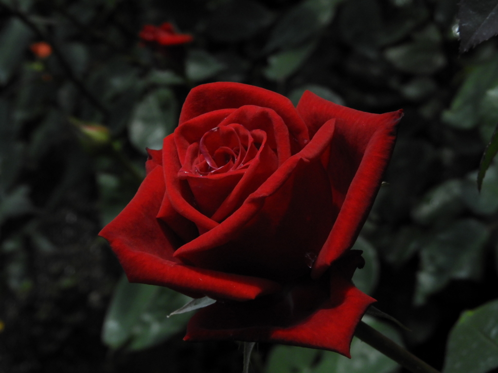 薔薇