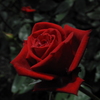 薔薇
