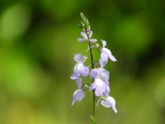なんの花？