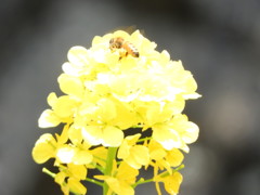 菜の花とミツバチ