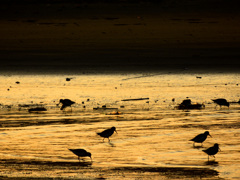 干潟の鳥たち