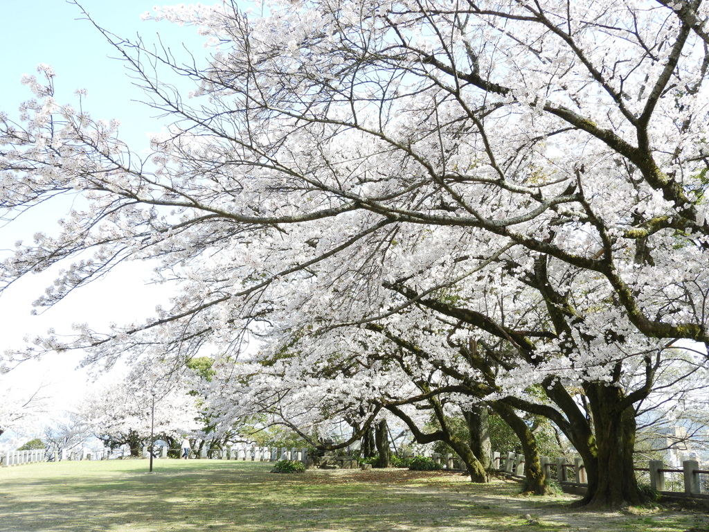 山頂の桜